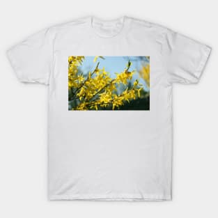 Forsythia in spring T-Shirt